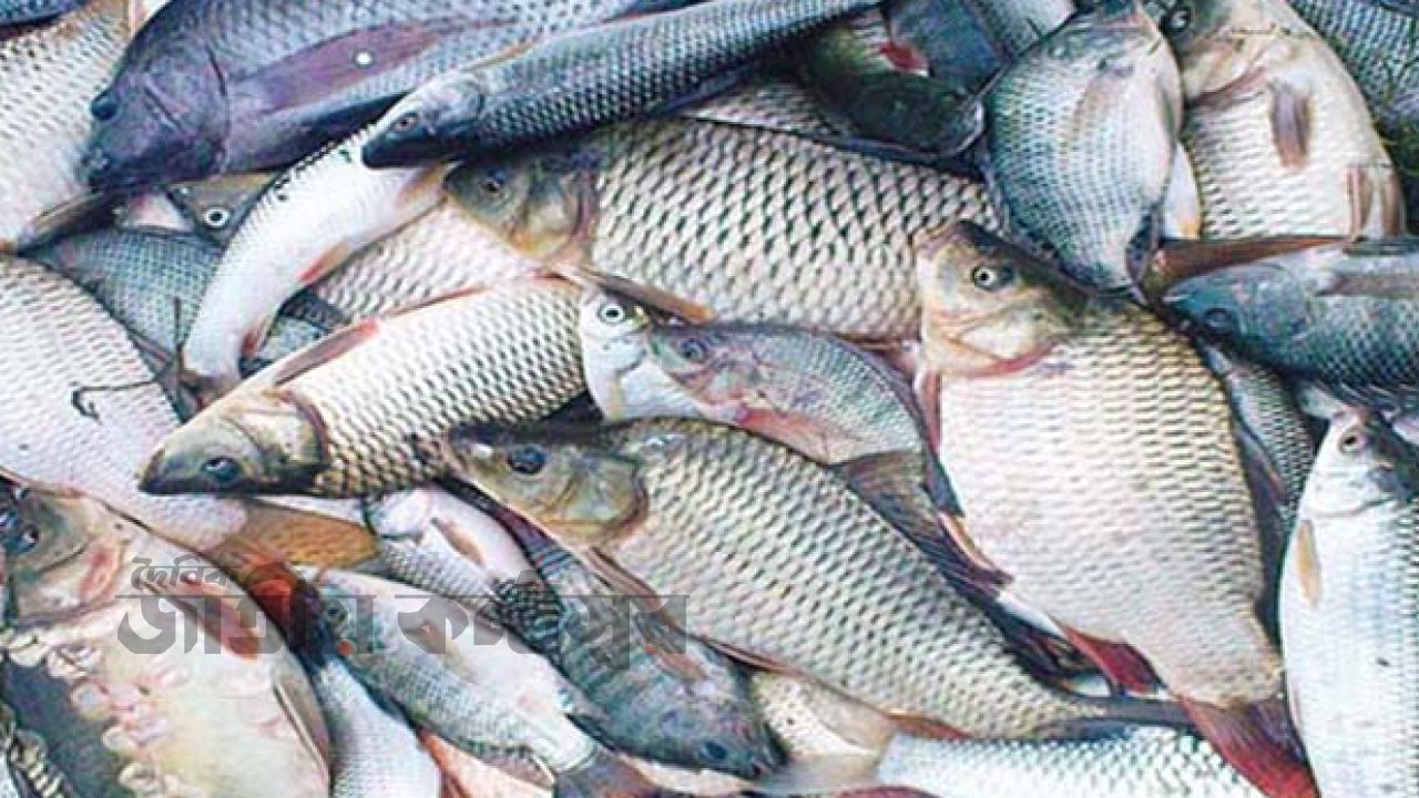 মৎস্য খাত উন্নয়নে রংপুরে র‌্যালি ও আলোচনা সভা অনুষ্ঠিত