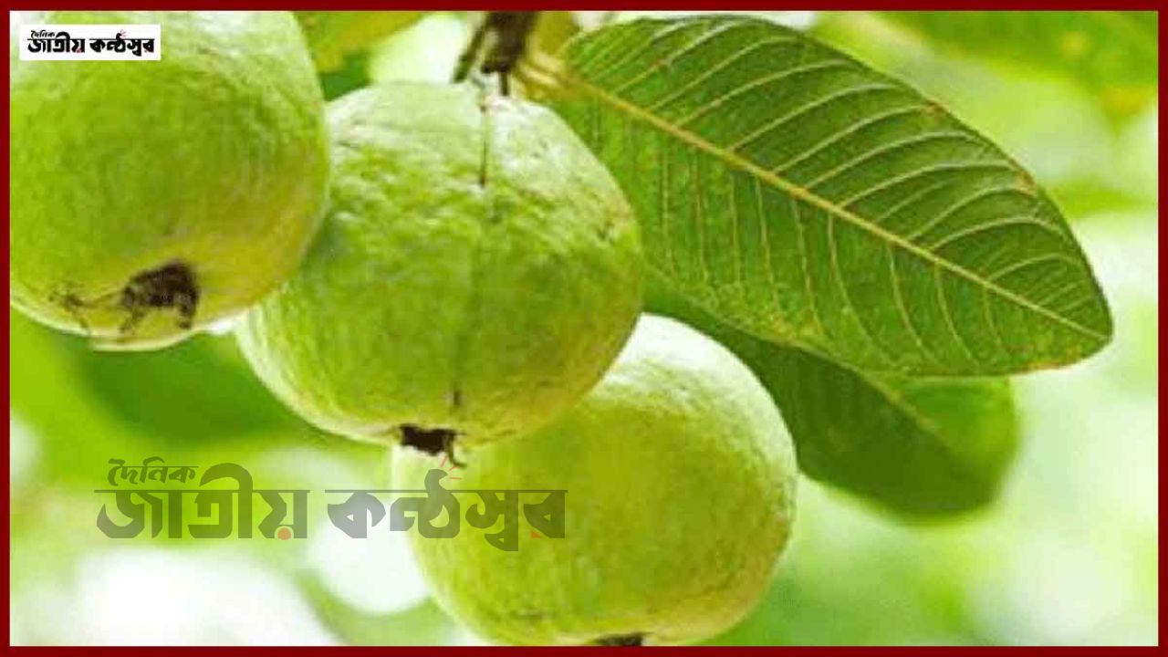 উপকারি পেয়ারা যাদের জন্য ক্ষতিকর