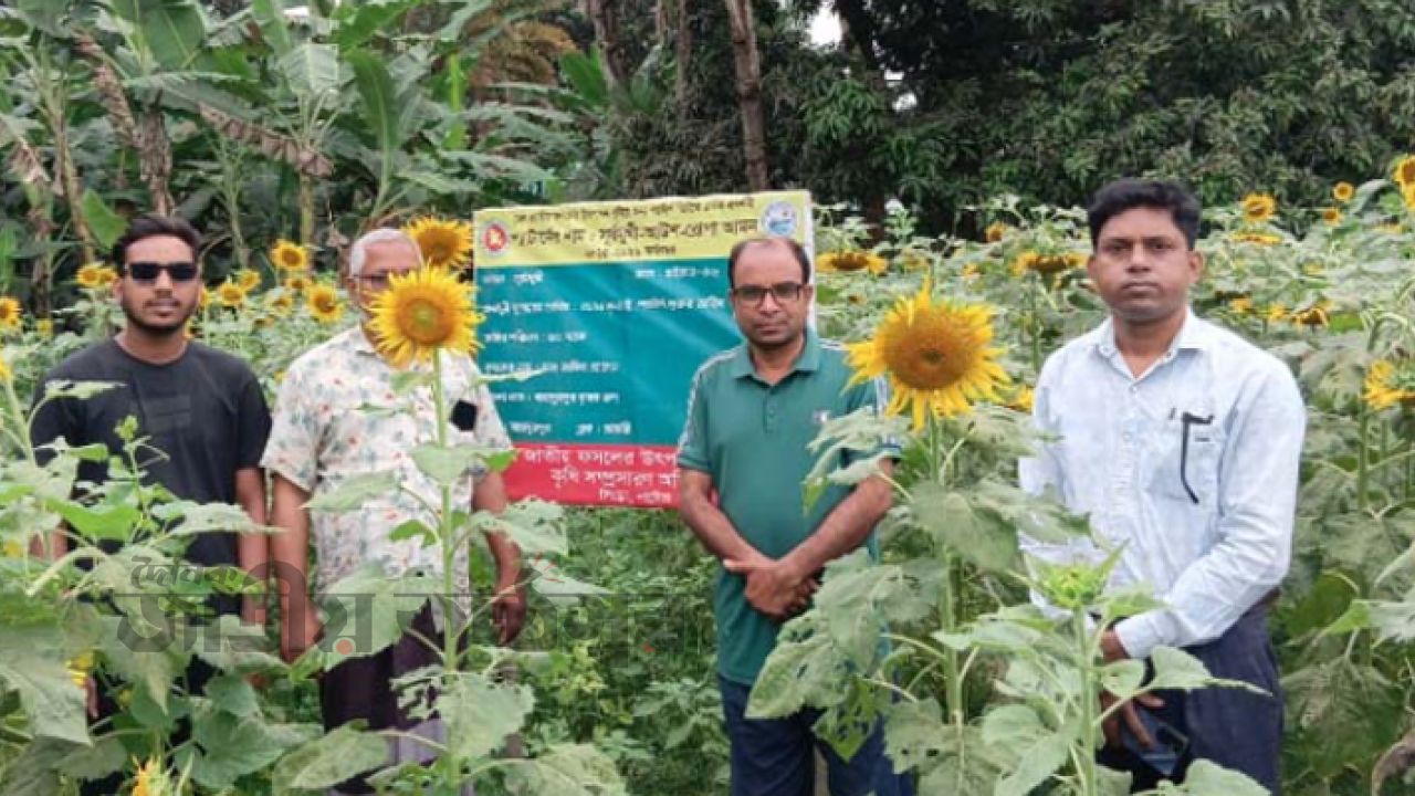 “ধান-ড্রাগনের পর এবার সূর্যমুখীতে বাজিমাত! সিংড়ার কৃষক জাকিরের স্বপ্ন এখন সোনালি তেলে”