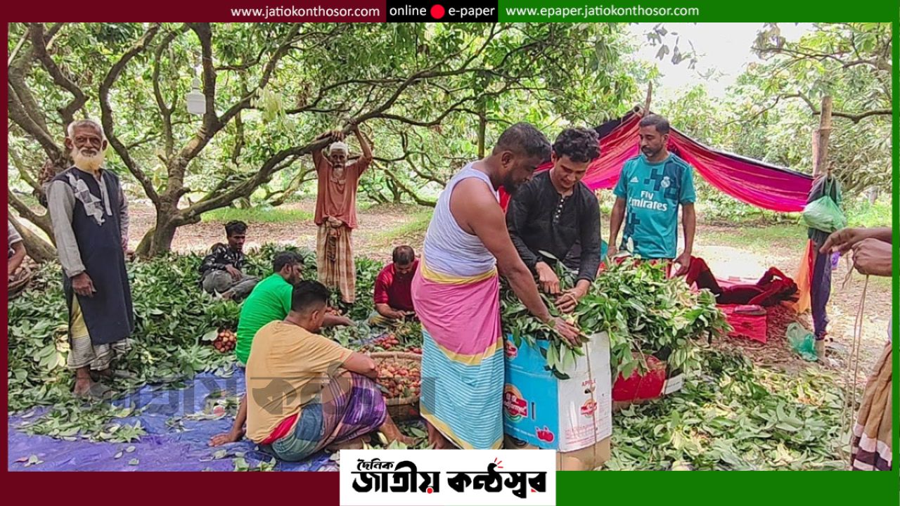 বৈরী আবহাওয়ায় লিচুর ফলন কমে দুশ্চিন্তায় সোনারগাঁয়ের চাষিরা, লোকসানের শঙ্কা বাগান মালিকদের