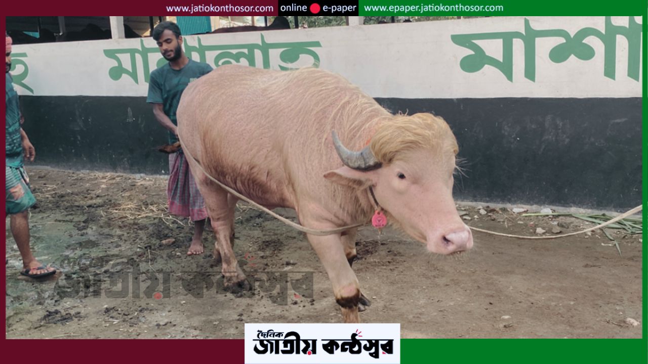 নারায়ণগঞ্জে গোলাপি এলবিনো মহিষ ‘ডোনাল্ড ট্রাম্প’ ঘিরে কৌতূহলের ঢল, ৭০০ কেজির প্রাণী এখন ভাইরাল